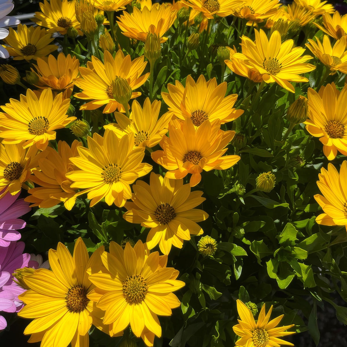 Osteospermum Margarita Plus Yellow P68ostmpy - Garden Express Australia