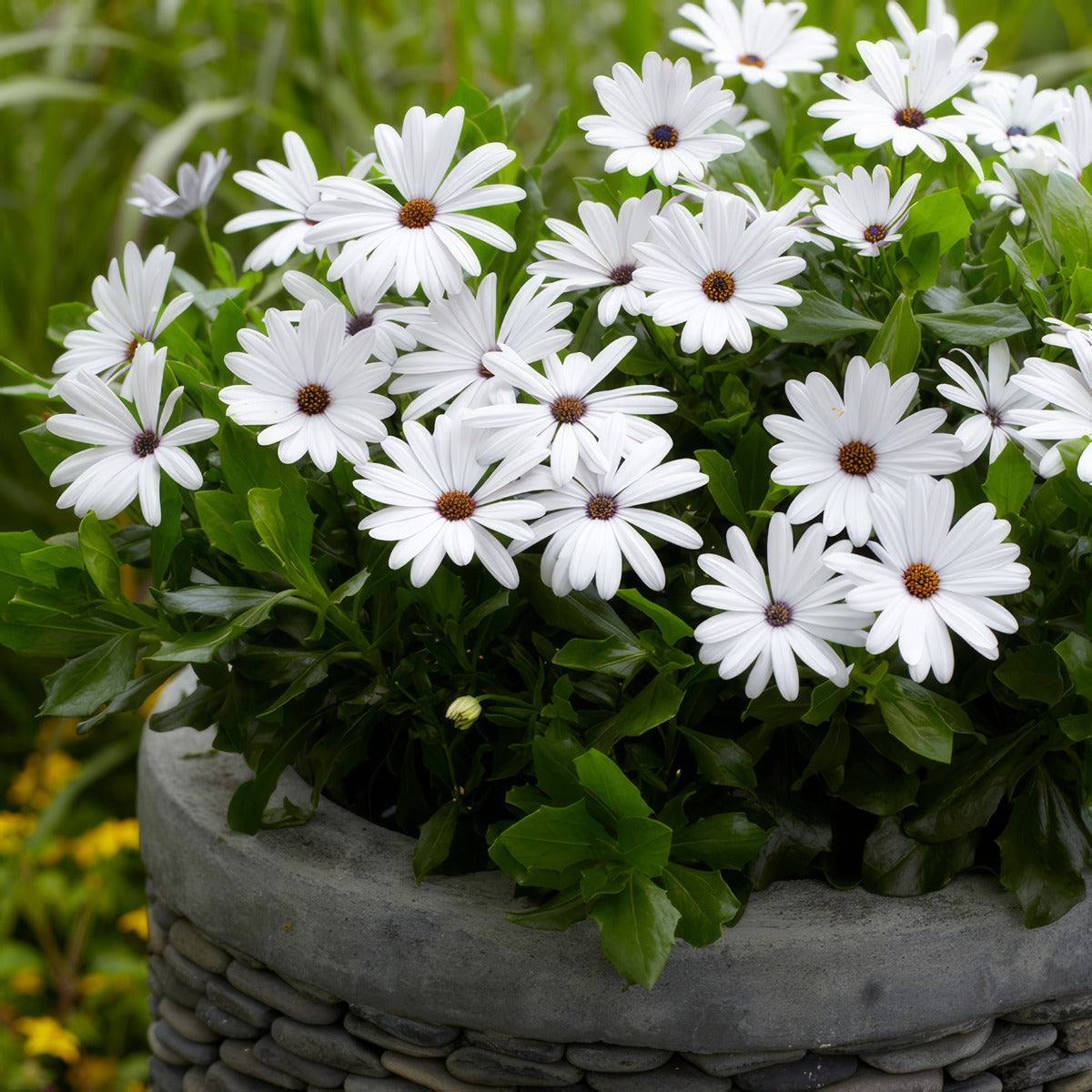 Osteospermum Margarita White Lplostmwh - Garden Express Australia