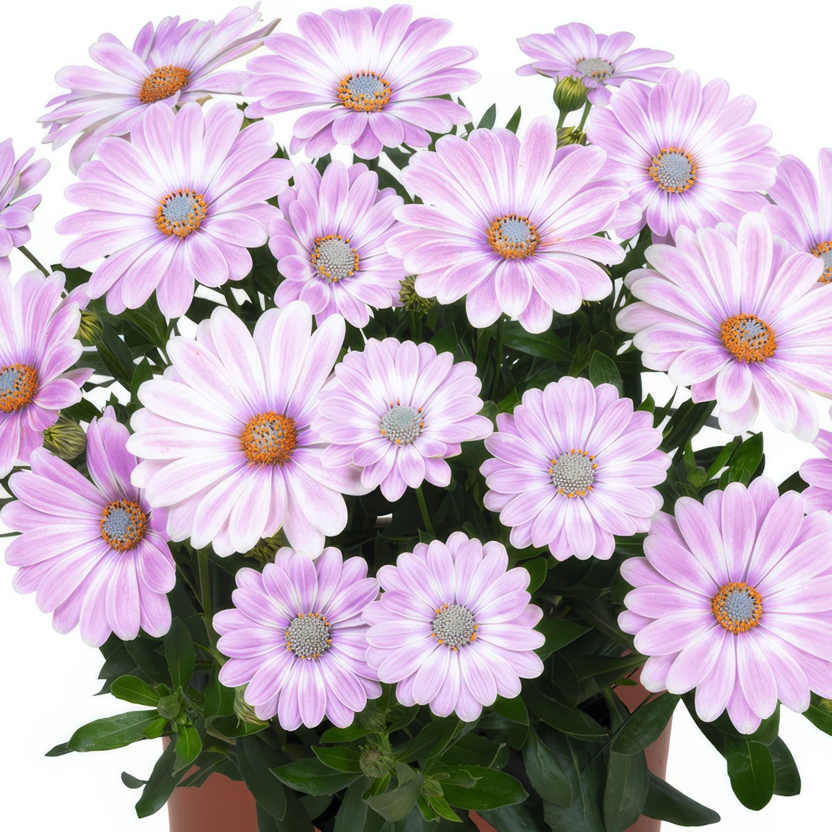 Osteospermum Margarita Plus Zebra Pink P68ostmzp - Garden Express Australia