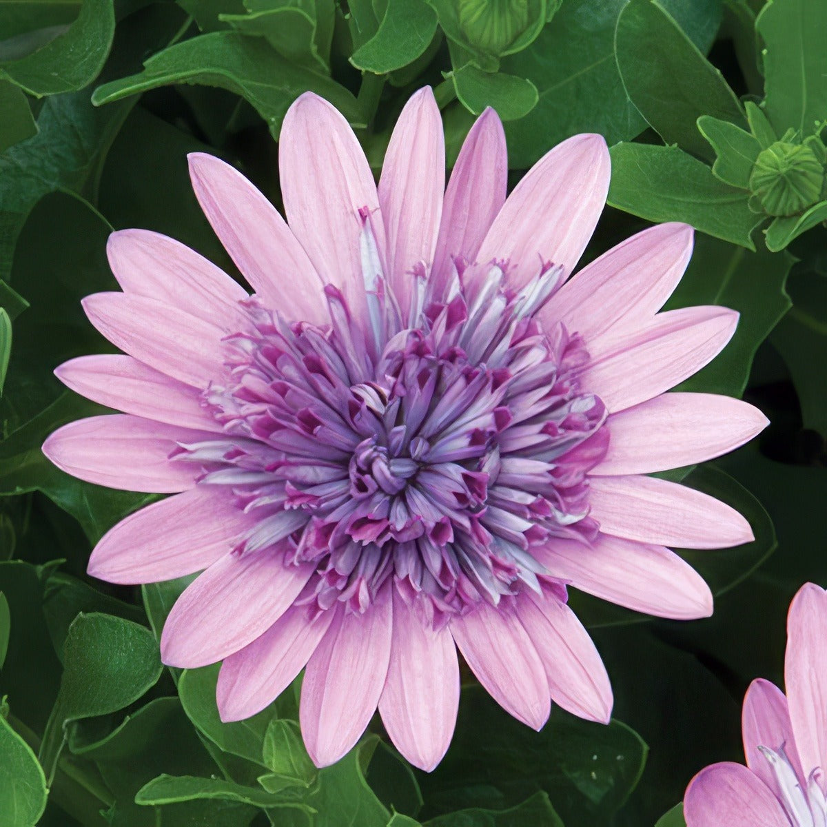 Osteospermum 3d Pink Pplostpin 2020 - Garden Express Australia