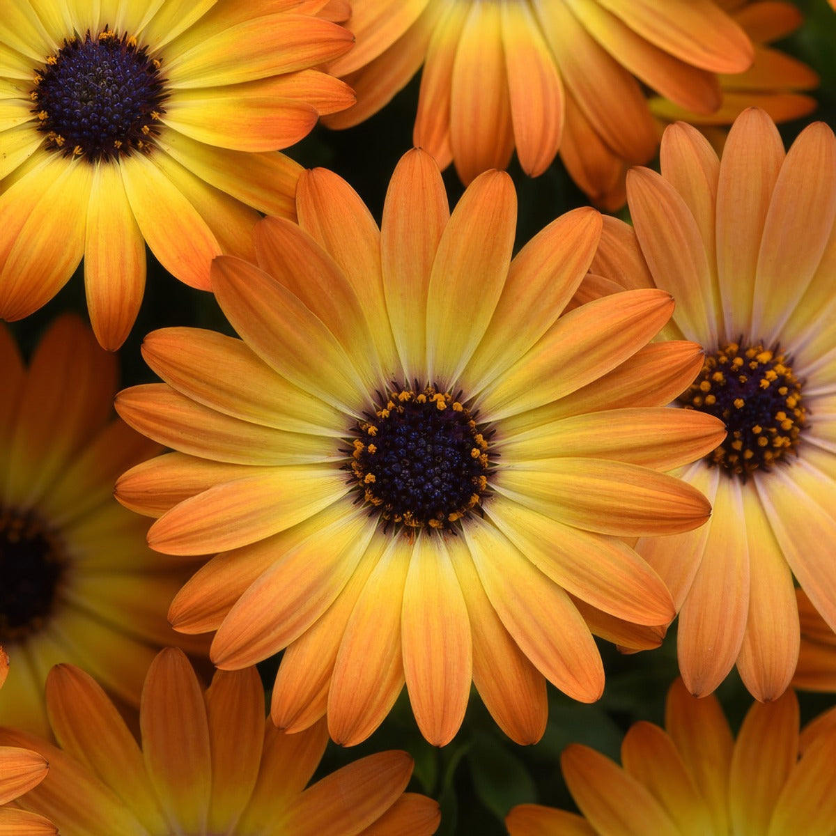 Osteospermum Sunshine Beauty P68ostsbe - Garden Express Australia