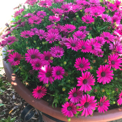 Osteospermum Serenity Electric Rose - Garden Express Australia