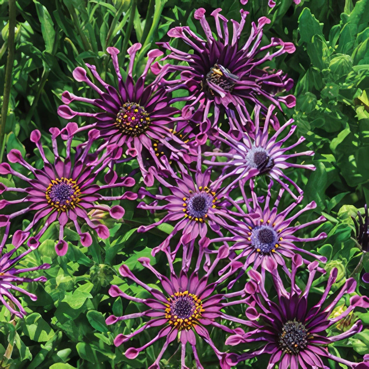 Osteospermum Spider Pink - Garden Express Australia