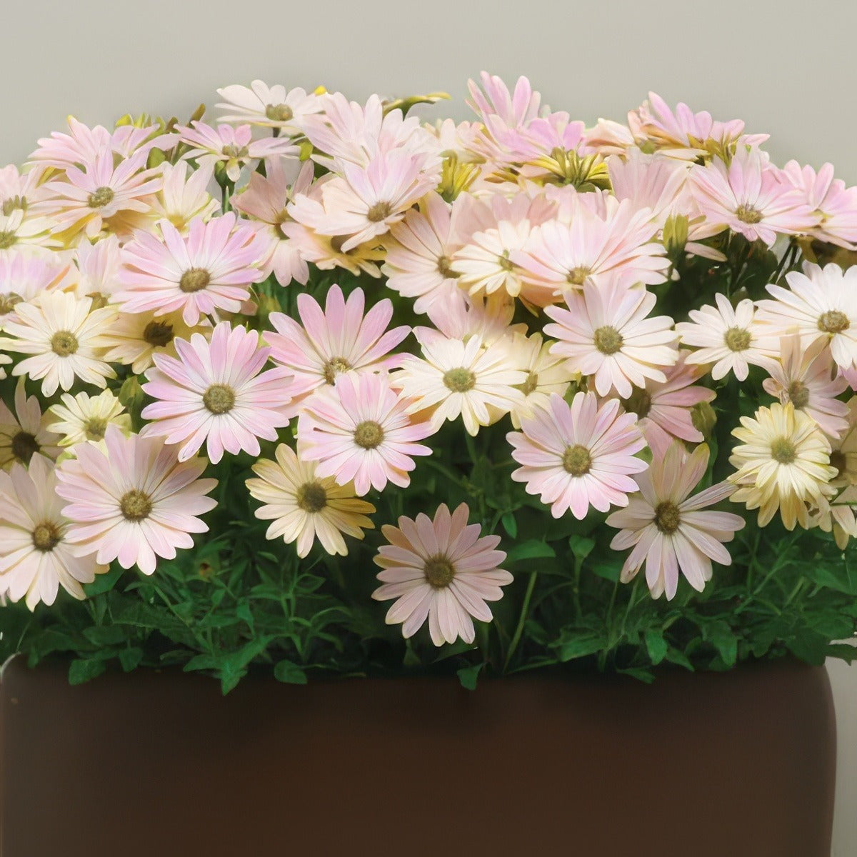 Osteospermum Serenity Spring Day Pplostssd - Garden Express Australia