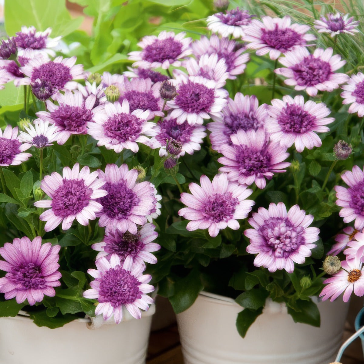 Osteospermum 3d Violet Berry Pplostvbe - Garden Express Australia