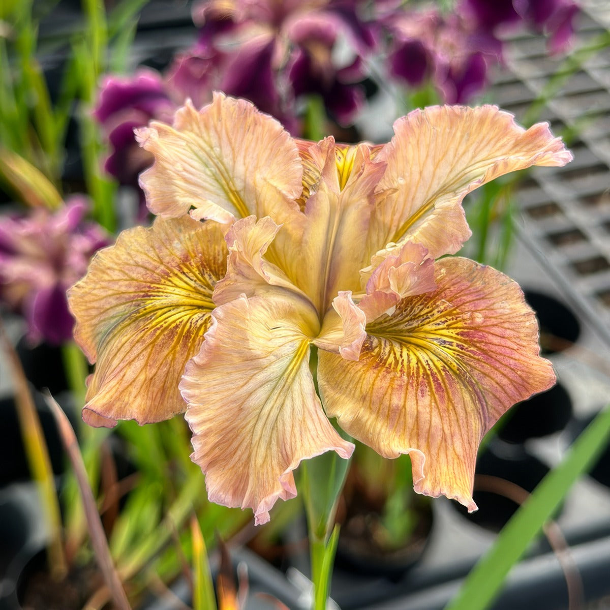 Pacific Coast Iris Apricot Shades 2 - Garden Express Australia