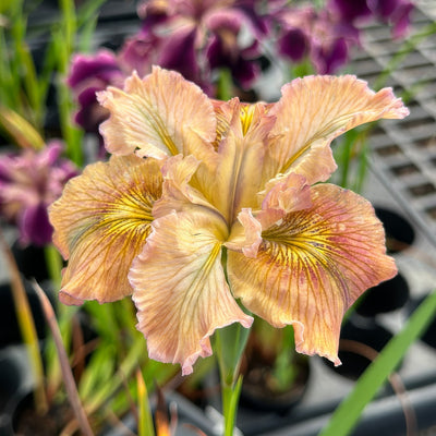 Pacific Coast Iris Apricot Shades 2 - Garden Express Australia