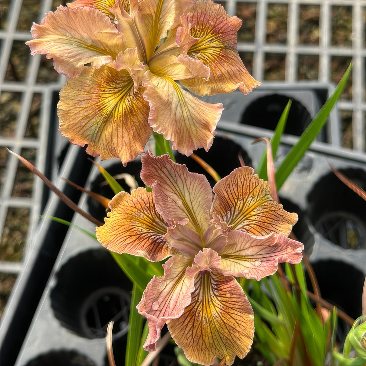 Pacific Coast Iris Apricot Shades 3 - Garden Express Australia