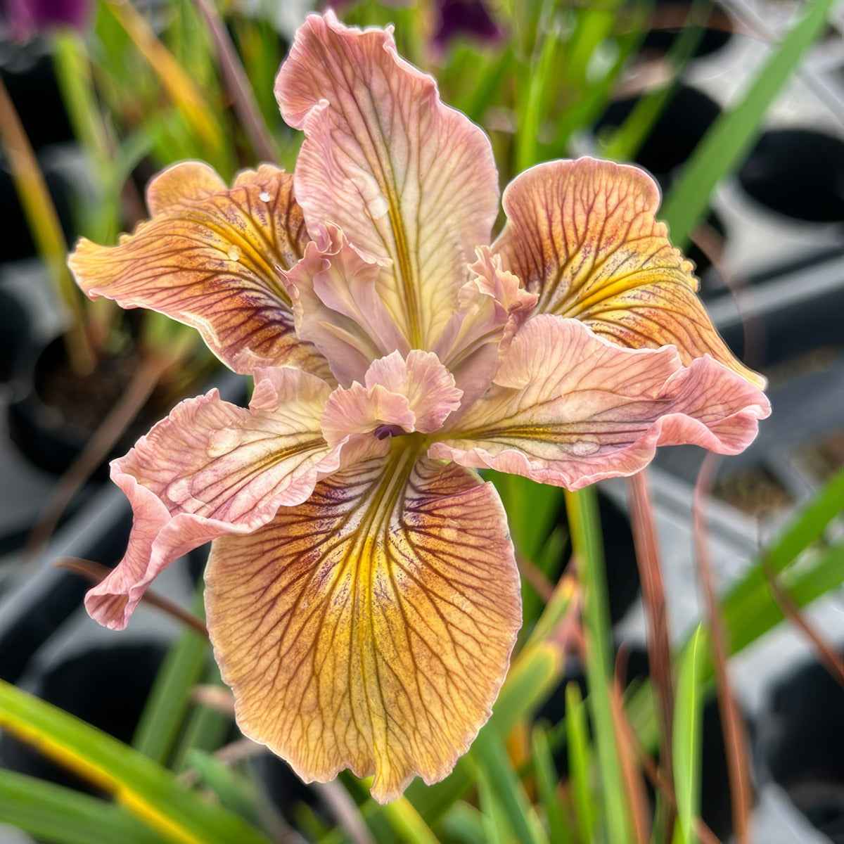 Pacific Coast Iris Apricot Shades - Garden Express Australia