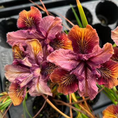 Pacific Coast Iris Copper Shades - Garden Express Australia