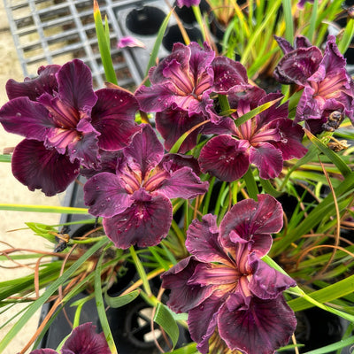 Pacific Coast Iris Dark Burgundy Shades 1 - Garden Express Australia