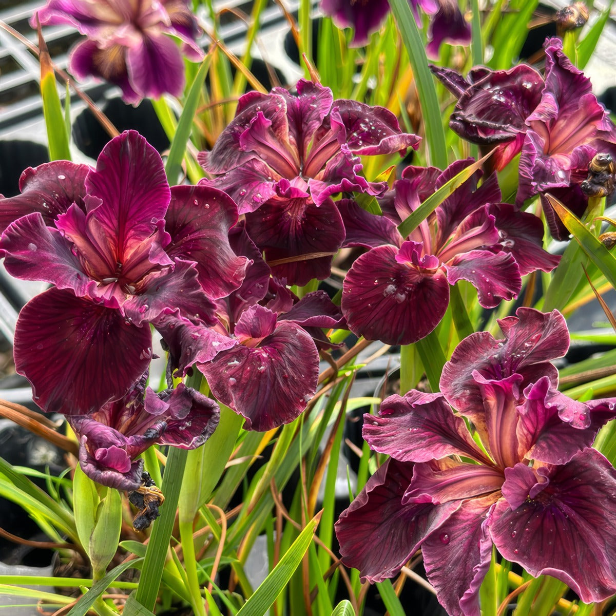 Pacific Coast Iris Dark Burgundy Shades - Garden Express Australia