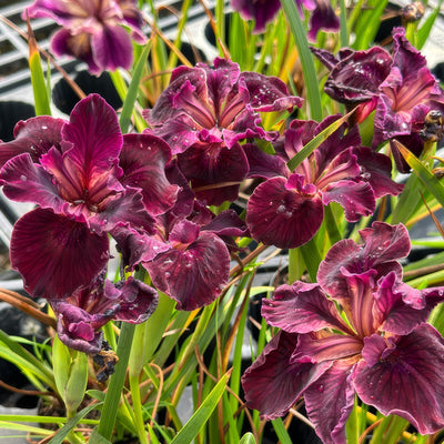 Pacific Coast Iris Dark Burgundy Shades - Garden Express Australia