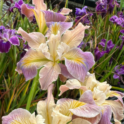 Pacific Coast Iris Soft Lavender Cream Shades 2 - Garden Express Australia