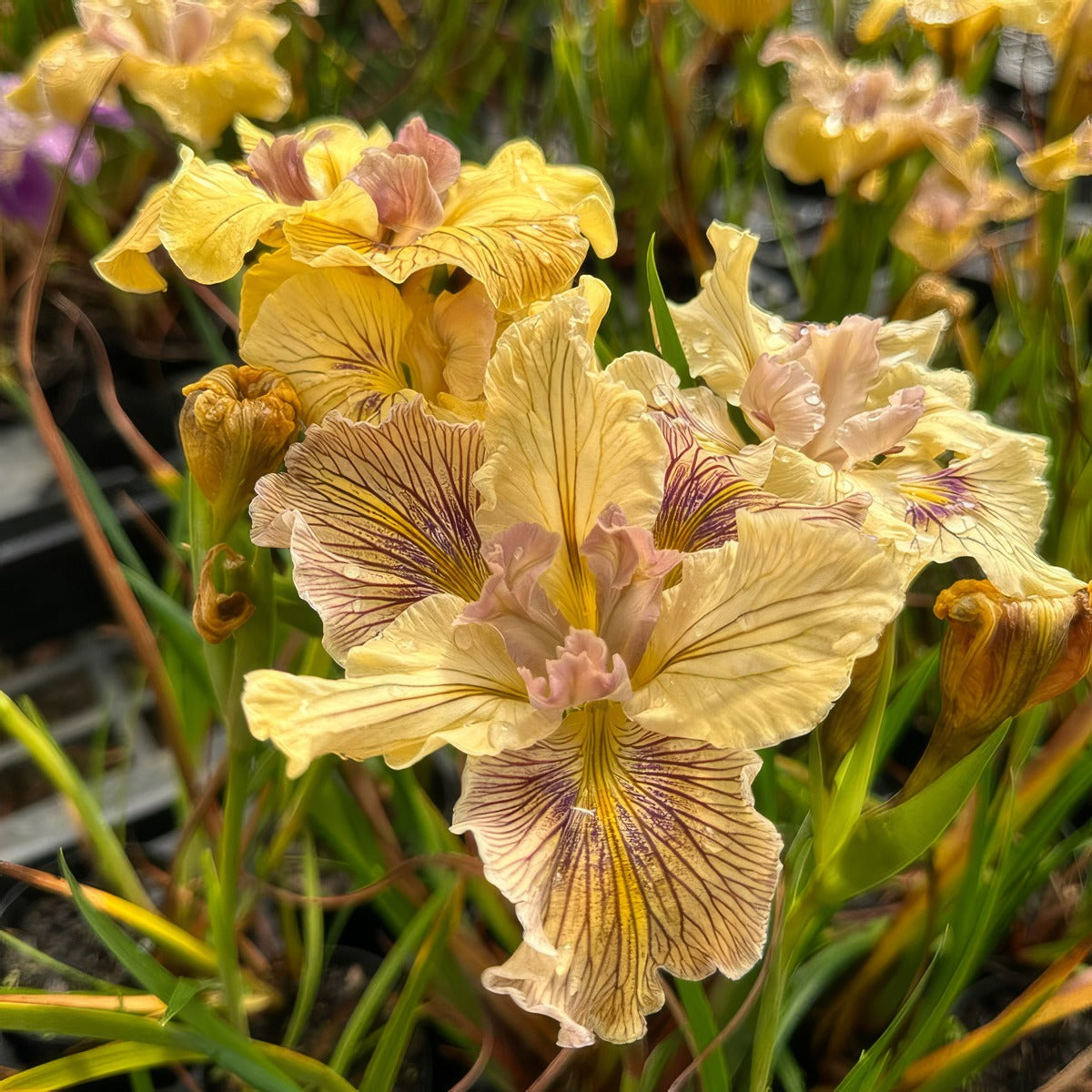 Pacific Coast Iris Lemon Shades 2 - Garden Express Australia
