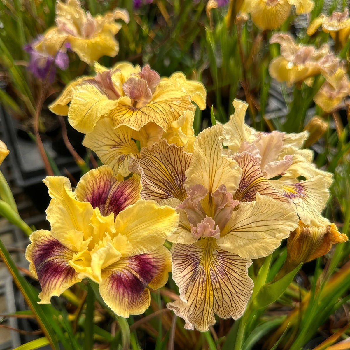 Pacific Coast Iris Lemon Shades - Garden Express Australia