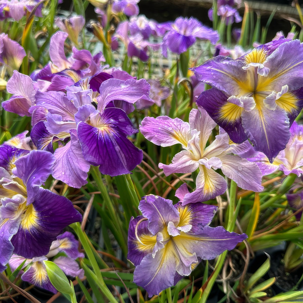 Pacific Coast Iris Mauve Shades 1 - Garden Express Australia