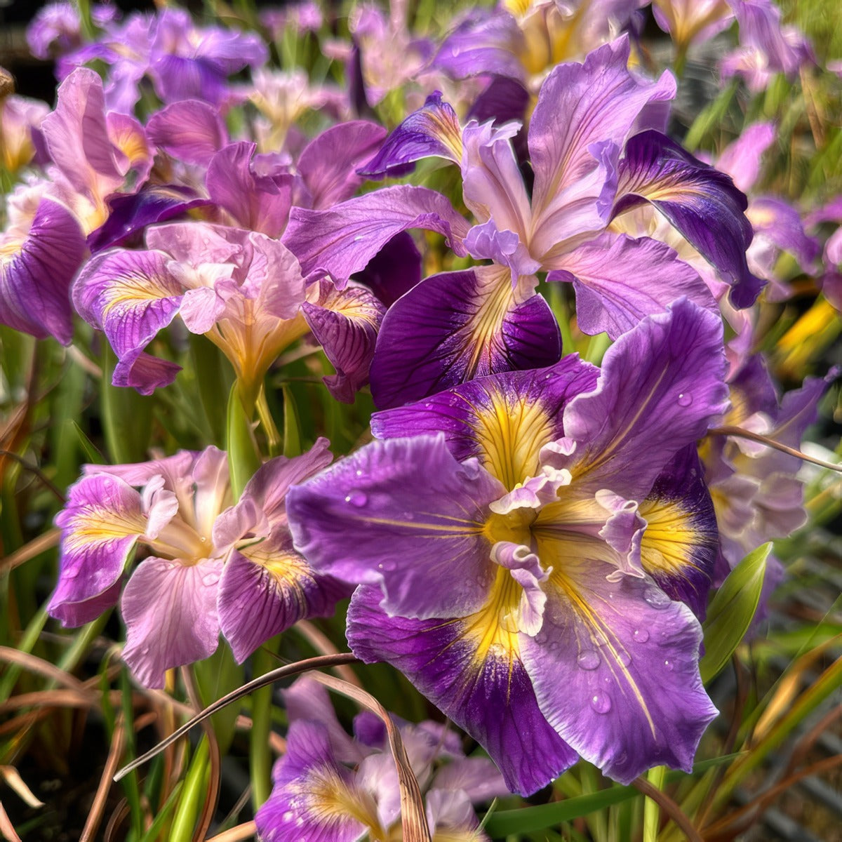 Pacific Coast Iris Mauve Shades - Garden Express Australia