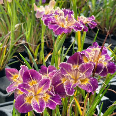 Pacific Coast Iris Purple With Gold Shades 1 - Garden Express Australia
