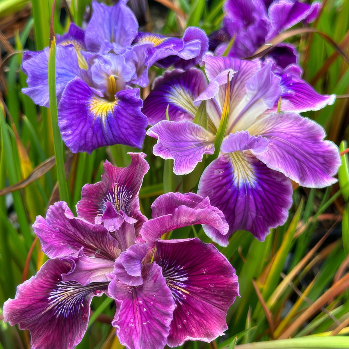 Pacific Coast Iris Purple Shades - Garden Express Australia