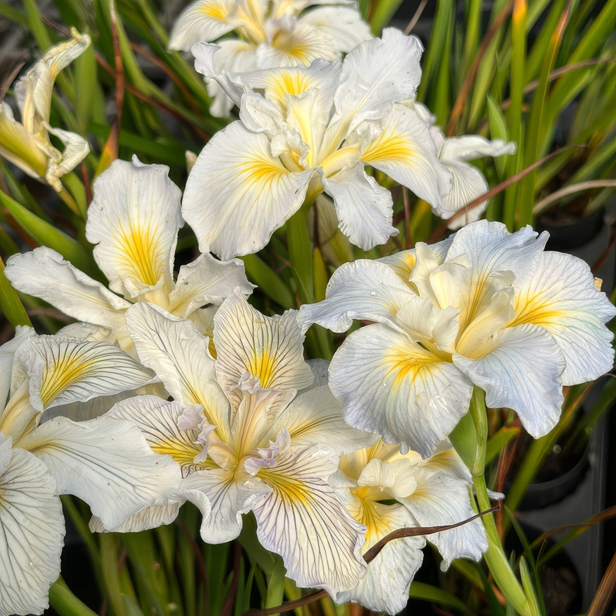Pacific Coast Iris White Shades 2 - Garden Express Australia
