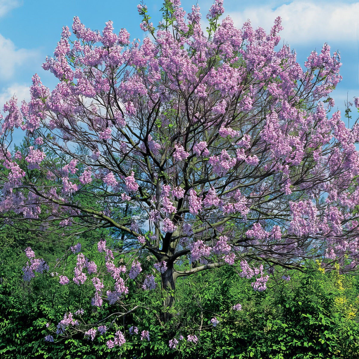Paulownia Princess Tree - Garden Express Australia