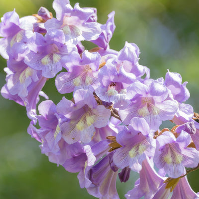 Paulownia Princess Tree Flower - Garden Express Australia