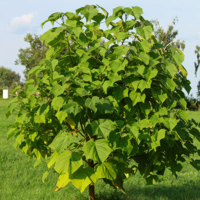 Paulownia Princess Tree Tsepauptr - Garden Express Australia
