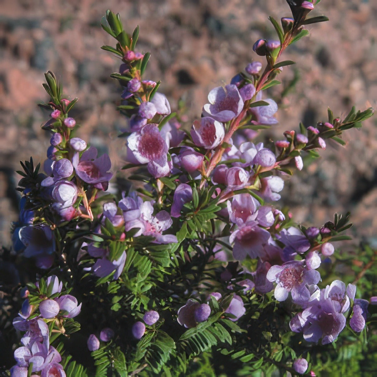 Paynes Thryptomene - Garden Express Australia