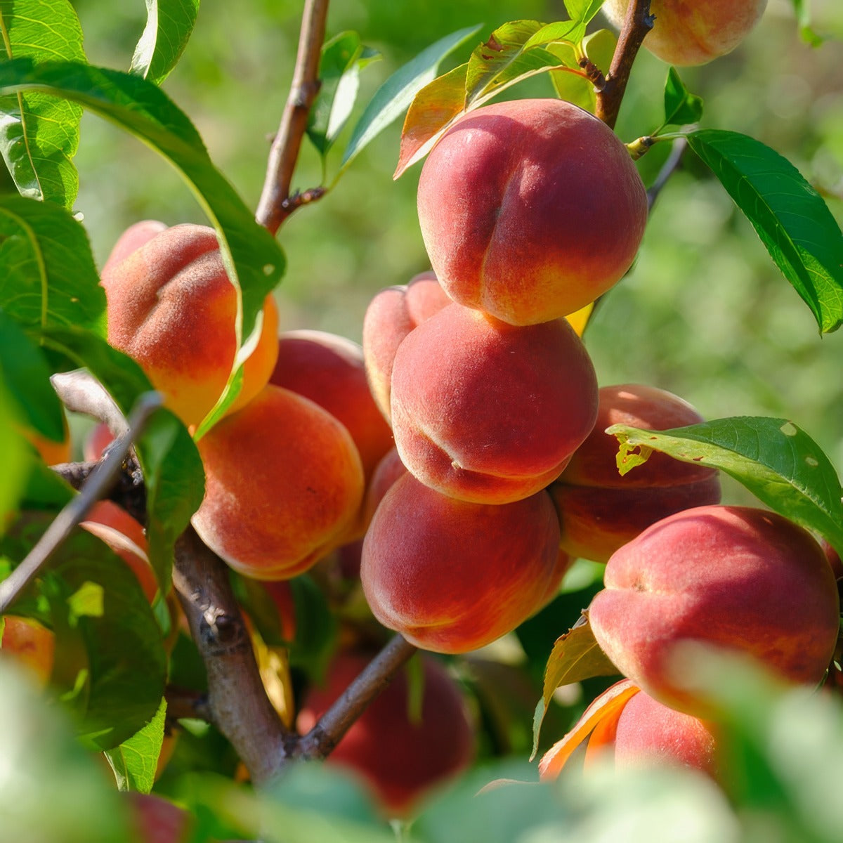 Peach Flordagold Trepeaflo - Garden Express Australia