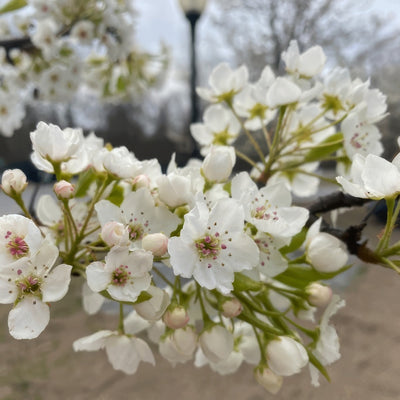 Pear Cleveland Select St G1 - Garden Express Australia
