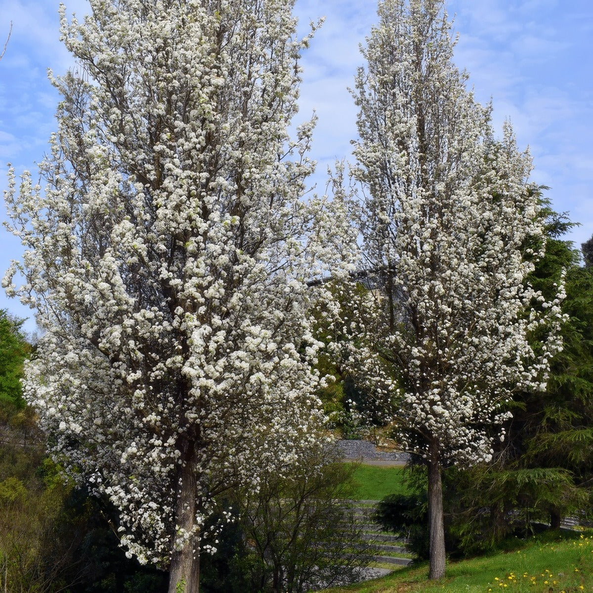 Pear Cleveland Select Trepeacls - Garden Express Australia