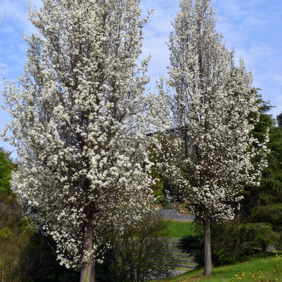 Pear Cleveland Select Trepeacls - Garden Express Australia