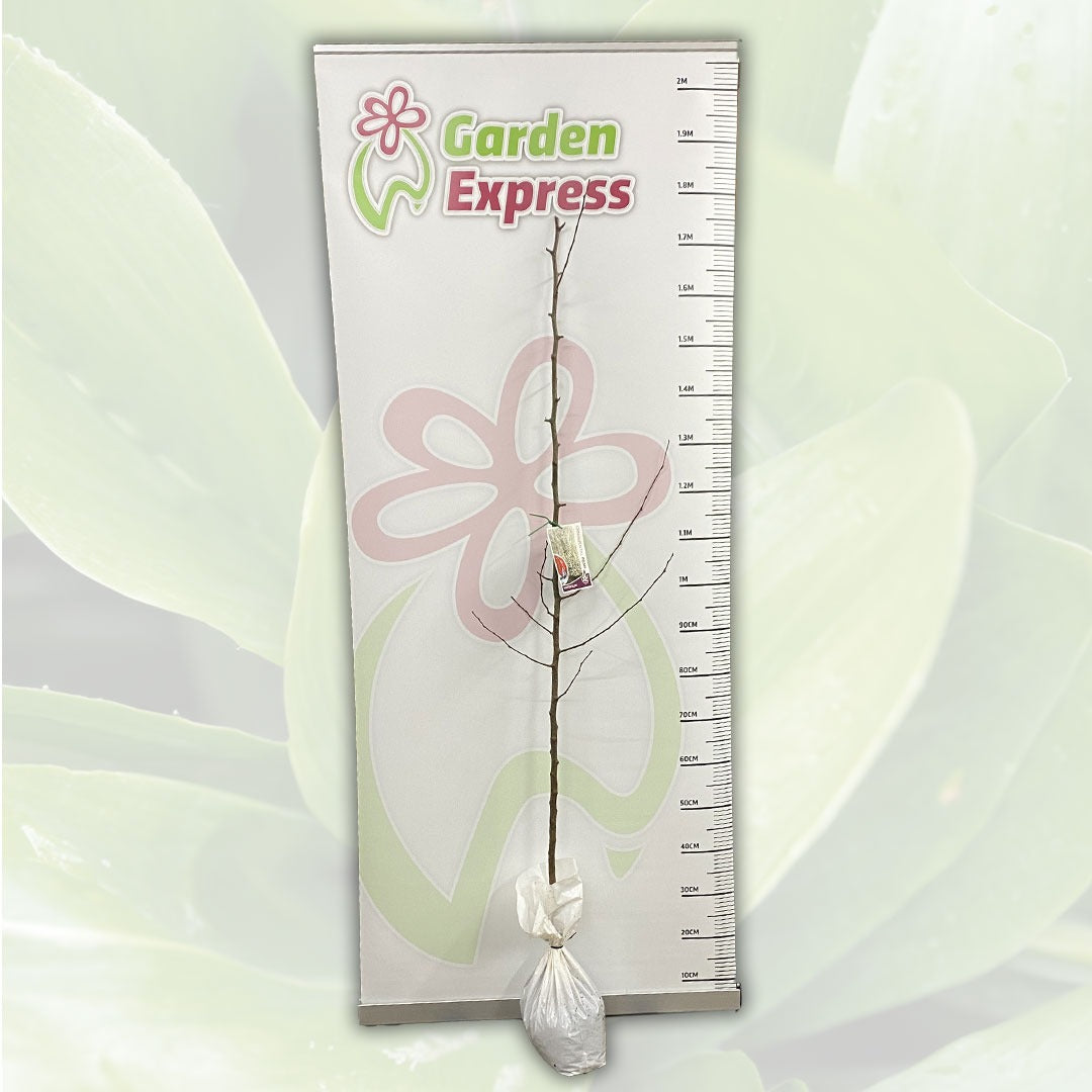 Pear Winter Glow Trepeawgl Size - Garden Express Australia