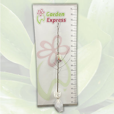Pear Winter Glow Trepeawgl Size - Garden Express Australia