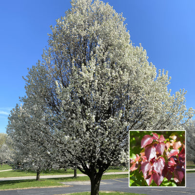 Pear Winter Glow Trepeawgl - Garden Express Australia