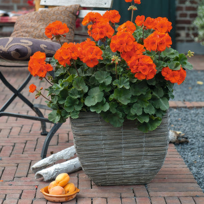 Pelargonium Savannah Oh So Orange Lplpelsoo - Garden Express Australia