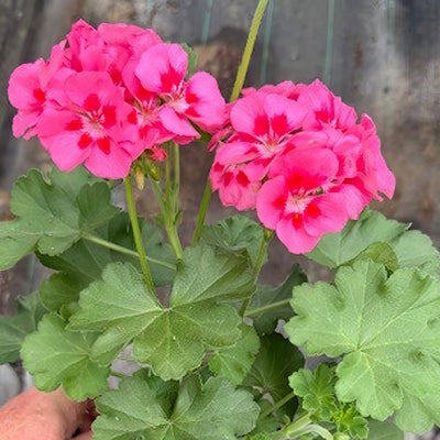 Pelargonium Two In One Hot Pink Splash Pot - Garden Express Australia
