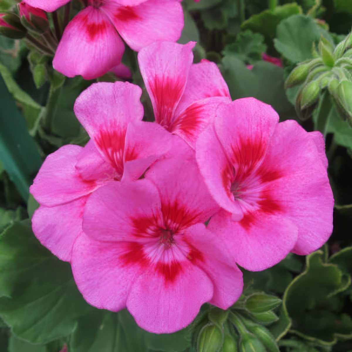 Pelargonium Two In One Hot Pink Splash P14pelhps - Garden Express Australia