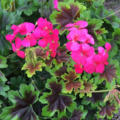 Pelargonium Candy Queen G1 - Garden Express Australia