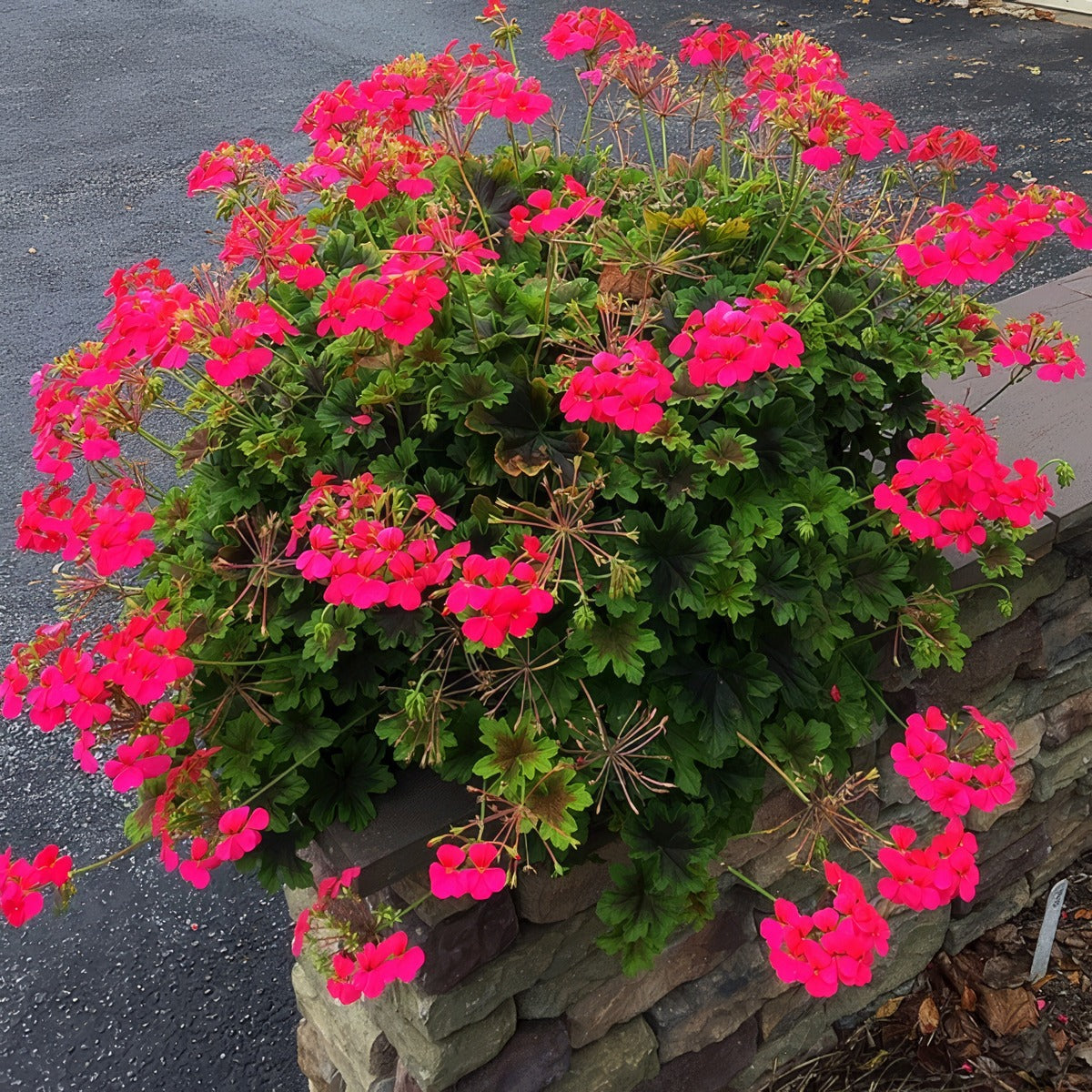 Pelargonium Candy Queen G2 - Garden Express Australia