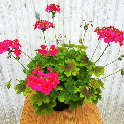 Pelargonium Candy Queen P68pelcqn - Garden Express Australia
