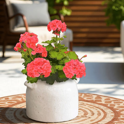 Pelargonium Diva Queen P68peldqn - Garden Express Australia