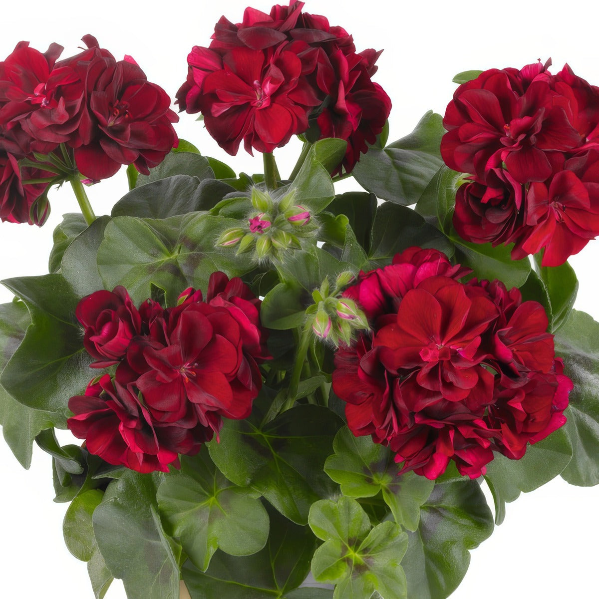 Pelargonium Great Balls Of Fire Merlot - Garden Express Australia