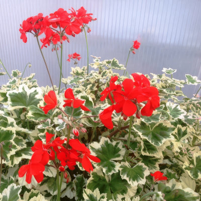 Pelargonium Ice Queen G2 - Garden Express Australia