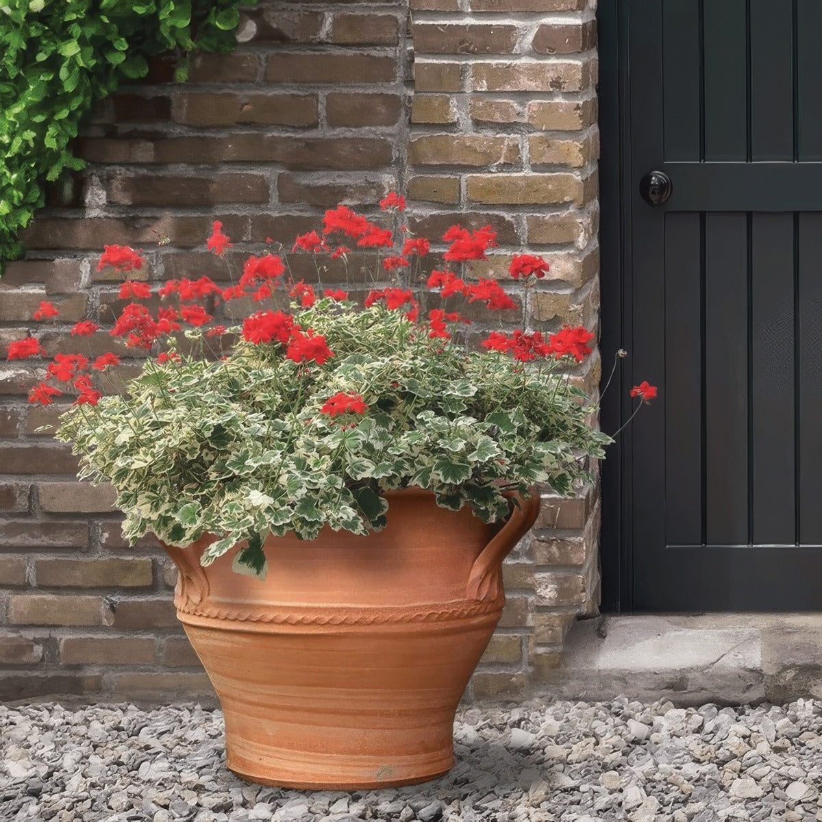 Pelargonium Ice Queen P68peliqn - Garden Express Australia