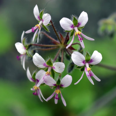 Pelargonium Peppermint Scented Geranium - Garden Express Australia