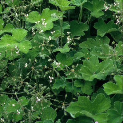 Pelargonium Peppermint Scented Geranium P68pelpmt - Garden Express Australia