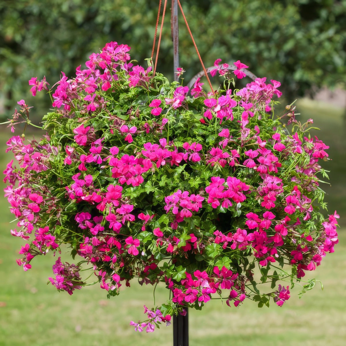 Pelargonium Reach Out Hot Pink P68pelrhp - Garden Express Australia