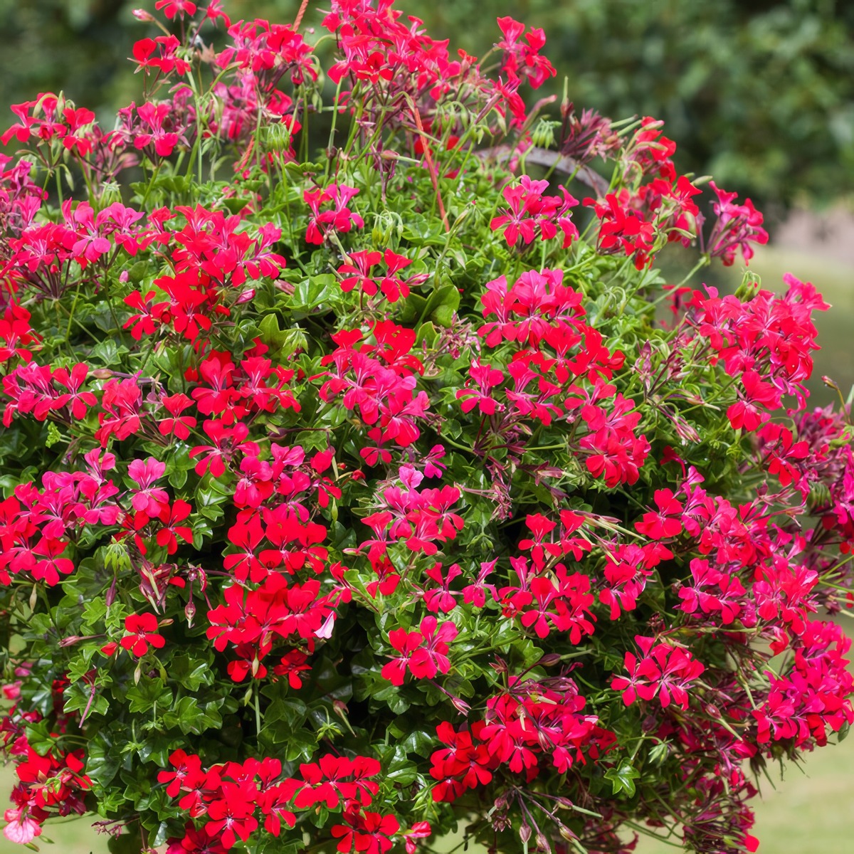 Pelargonium Reach Out Red 2 P68pelror - Garden Express Australia